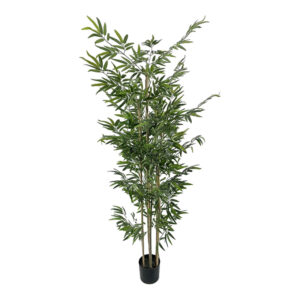 Διακοσμητικό φυτό Bamboo σε γλάστρα haroma πράσινο pp Υ190εκ