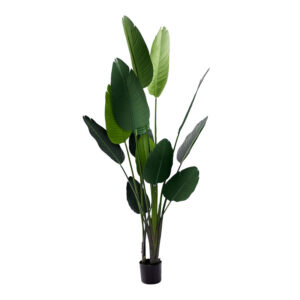 Διακοσμητικό φυτό Palm tree σε γλάστρα haroma πράσινο pp Υ180εκ