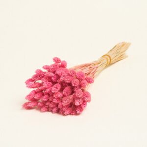 Beauty Home ΑΠΟΞΗΡΑΜΕΝΗ ΦΑΛΑΡΙΣ