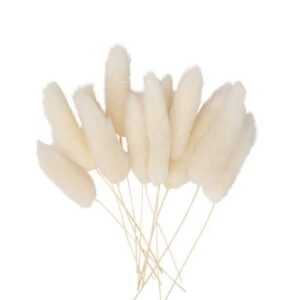 Beauty Home ΓΑΤΑΚΙΑ LAGURUS 12 TMX 8 cm