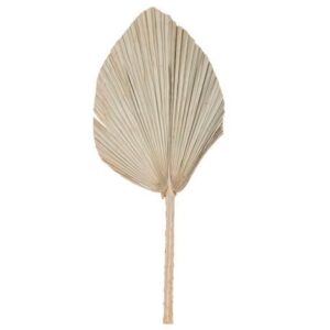 Beauty Home ΦΥΛΛΑ ΠΑΛΜΑ  60 x 30 cm