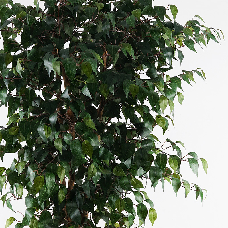 Διακοσμητικό φυτό σε γλάστρα Banyan Inart πράσινο Φ95x180εκ Διακοσμητικό φυτό σε γλάστρα Banyan Inart πράσινο Φ95x180εκ - Image 2